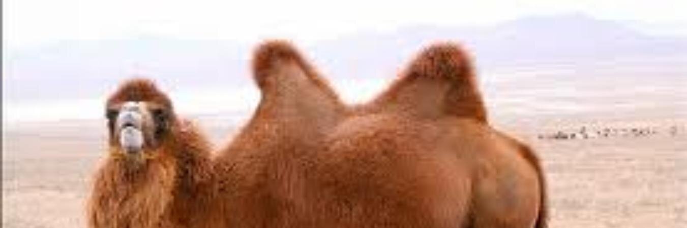 nasas's profile banner image