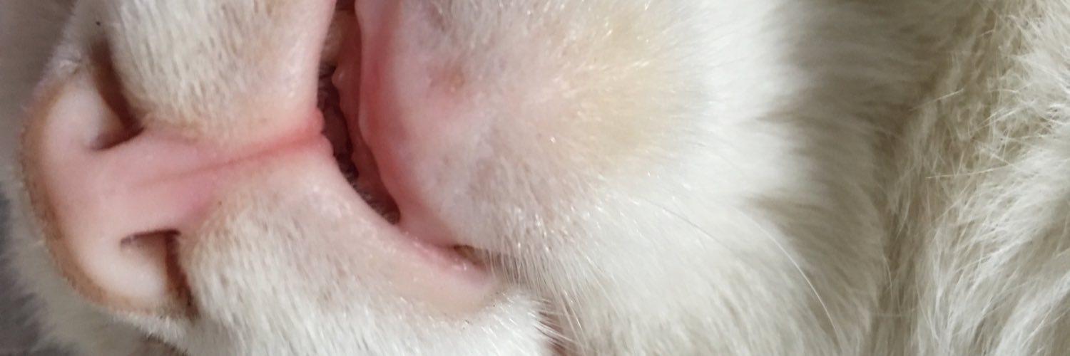 emirialice's profile banner image