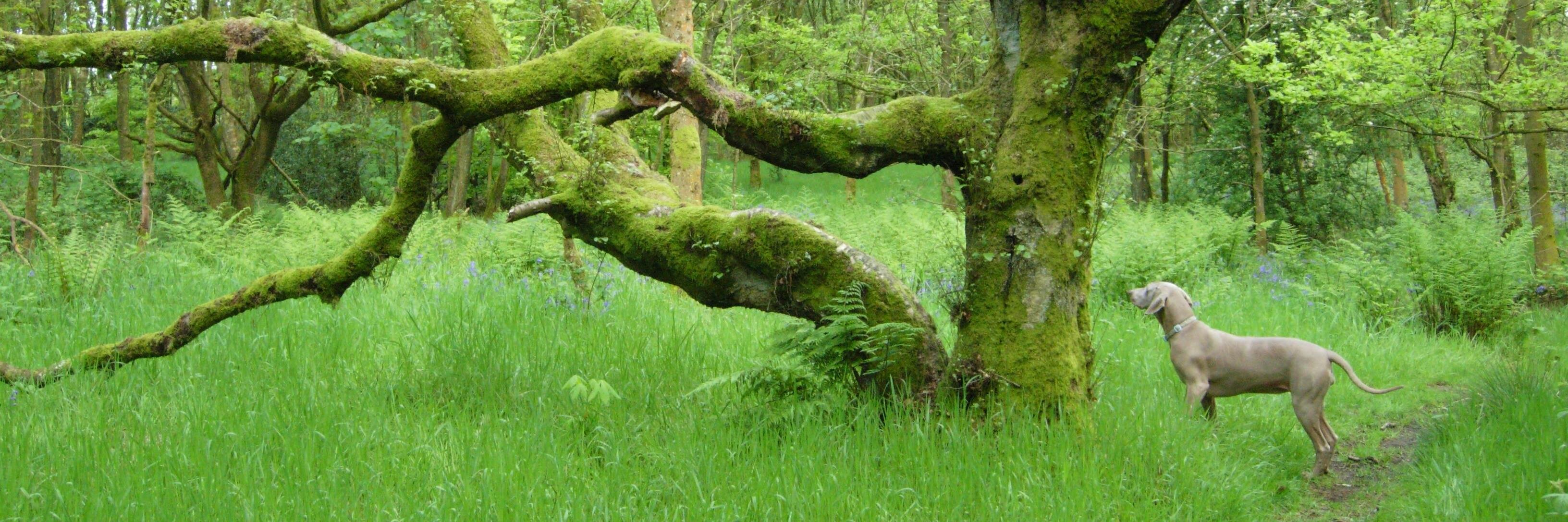 Stephen Green 💚 banner