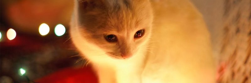 sancandel's profile banner image