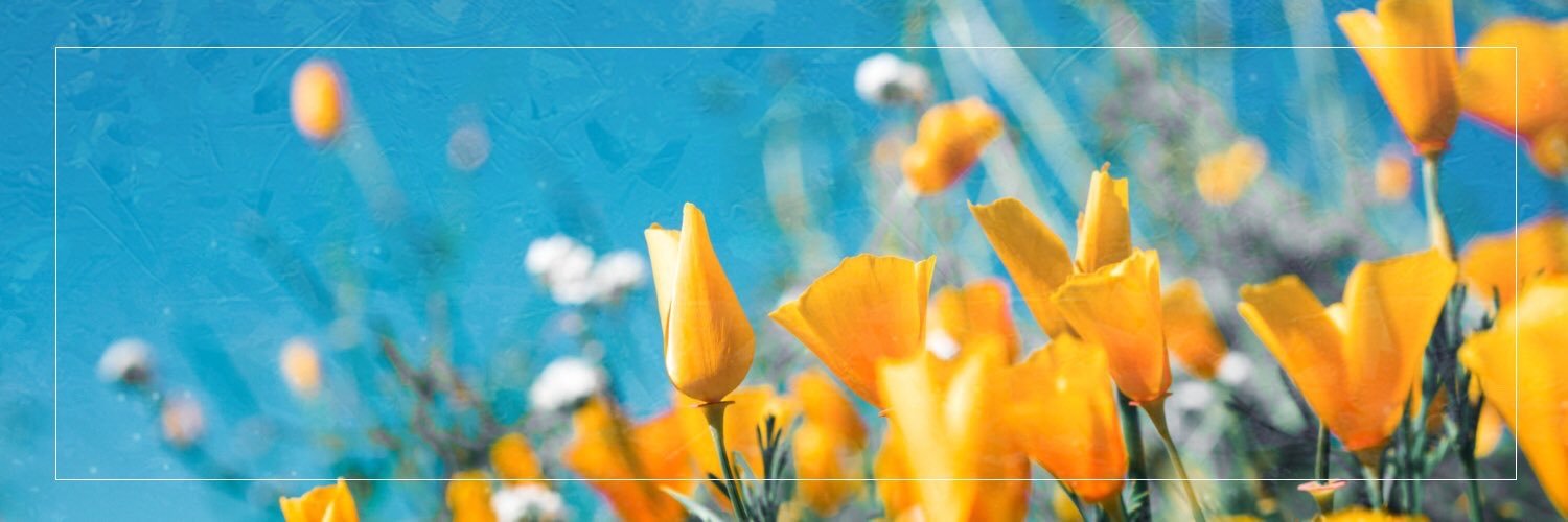 pmi____'s profile banner image
