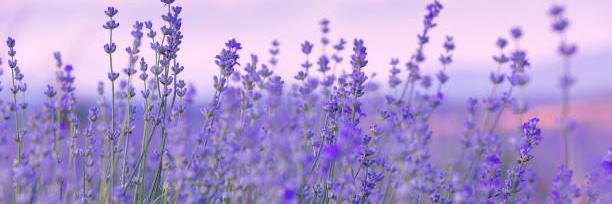 LoveofLifeD's profile banner image