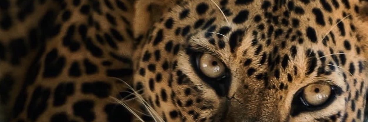 l505lo's profile banner image