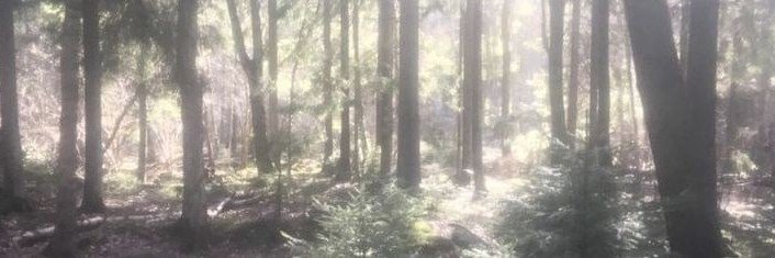 treesceiling's profile banner image