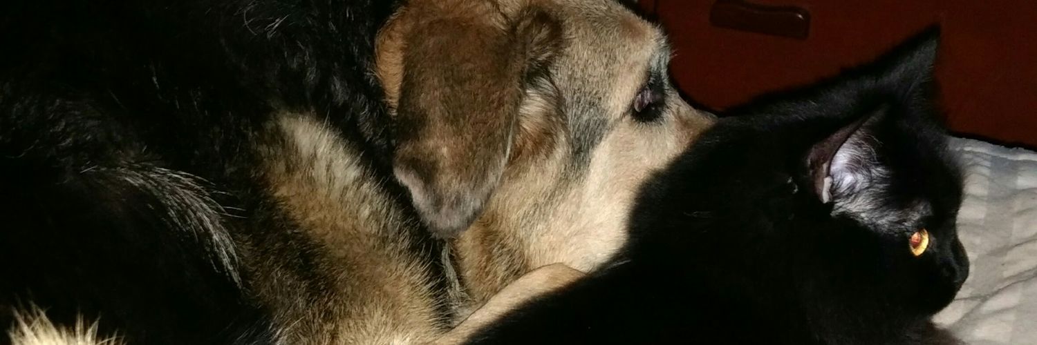 Ellie😹😈 banner