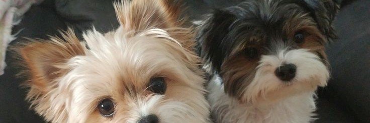 KenttyCatt92's profile banner image