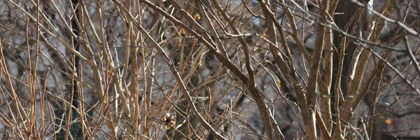 ccorreab Profile Banner