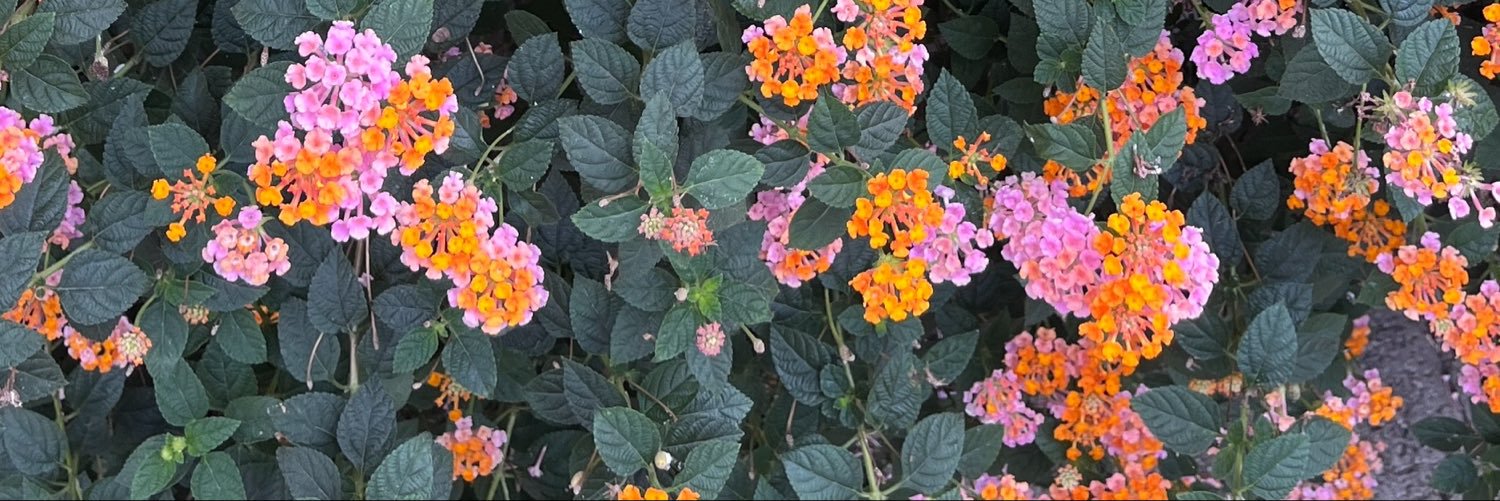 sunshinerelt's profile banner image