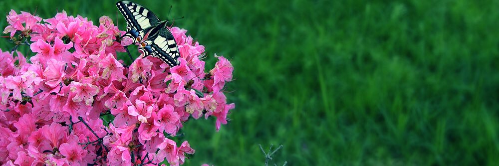 Mora Verde 🦋🌻🌻🌻 banner