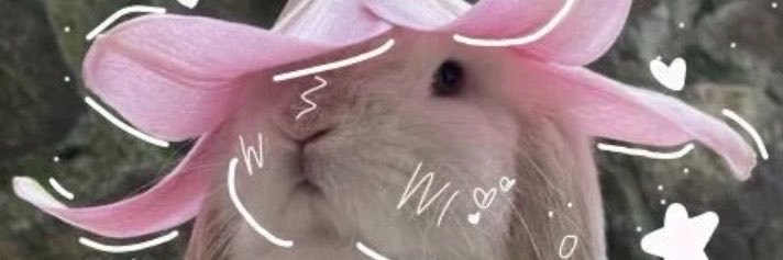 warmbynnies's profile banner image