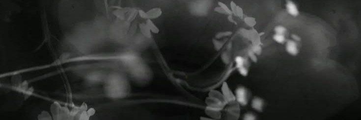 petalsticious's profile banner image