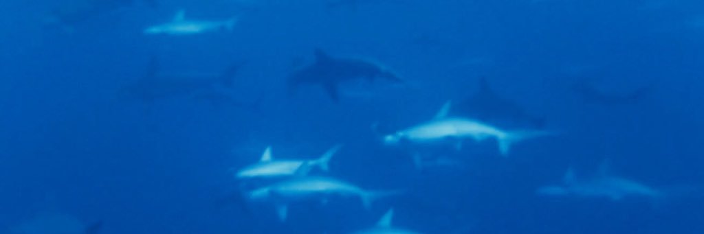 duiddeed's profile banner image