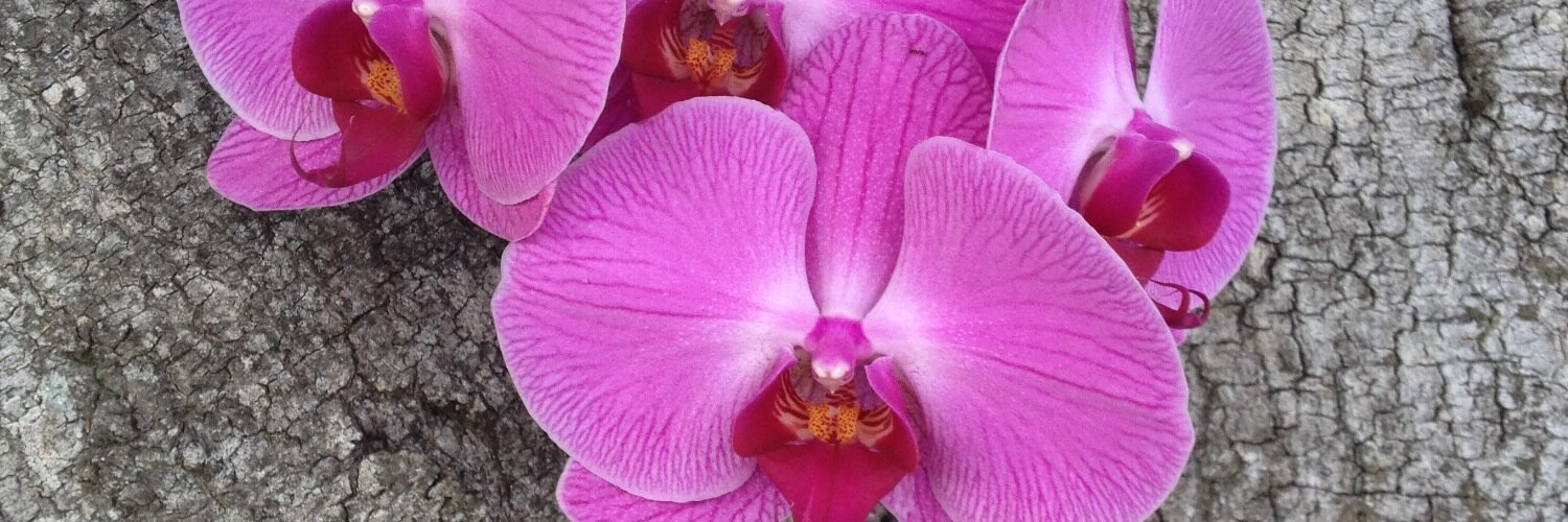 RosemaryLaColla's profile banner image
