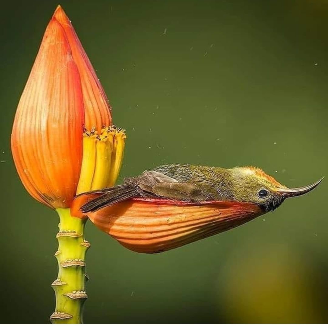 Monica🖤☀️ banner