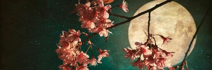 ShirleyMagui's profile banner image