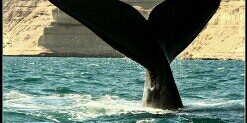 lorens_alarcon's profile banner image