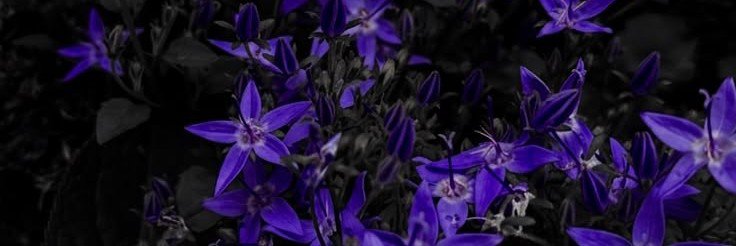 nguytnz's profile banner image