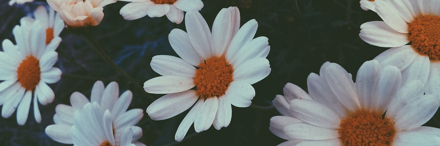 Laris banner