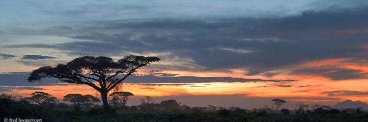 Omusiani_'s profile banner image
