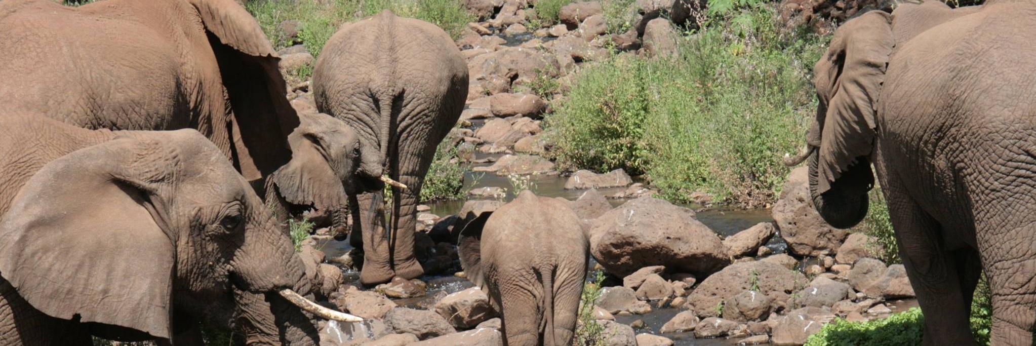 Dirty Kubiena banner