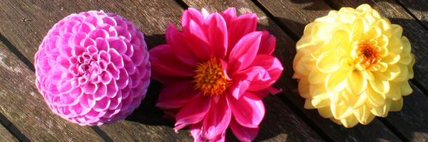 choink Profile Banner