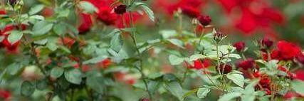 Alejandra J Cebrelli banner