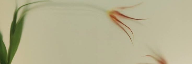 bviesllte's profile banner image