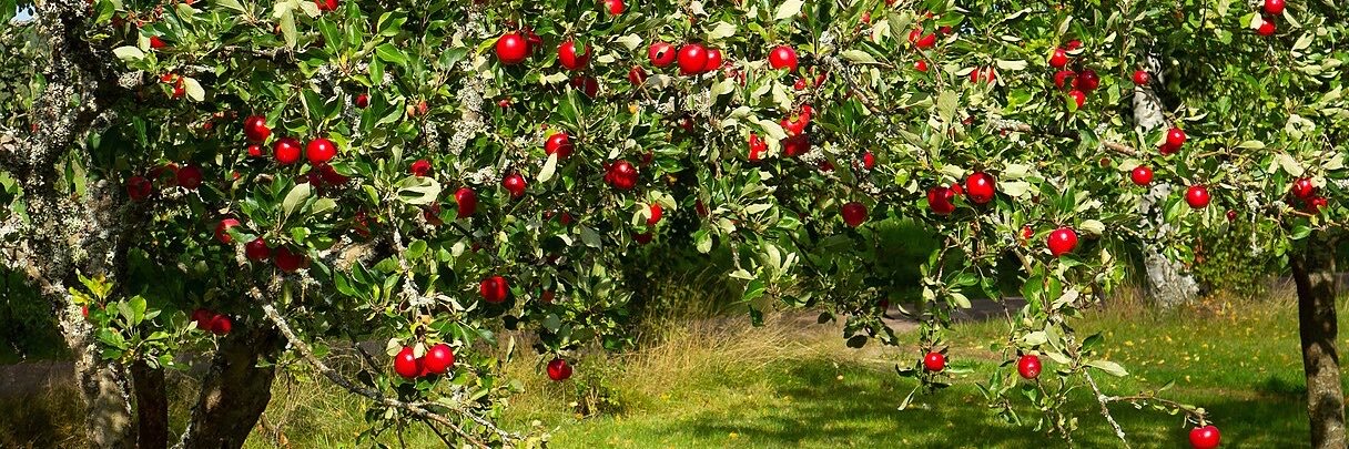 AppleWoodsRP's profile banner image