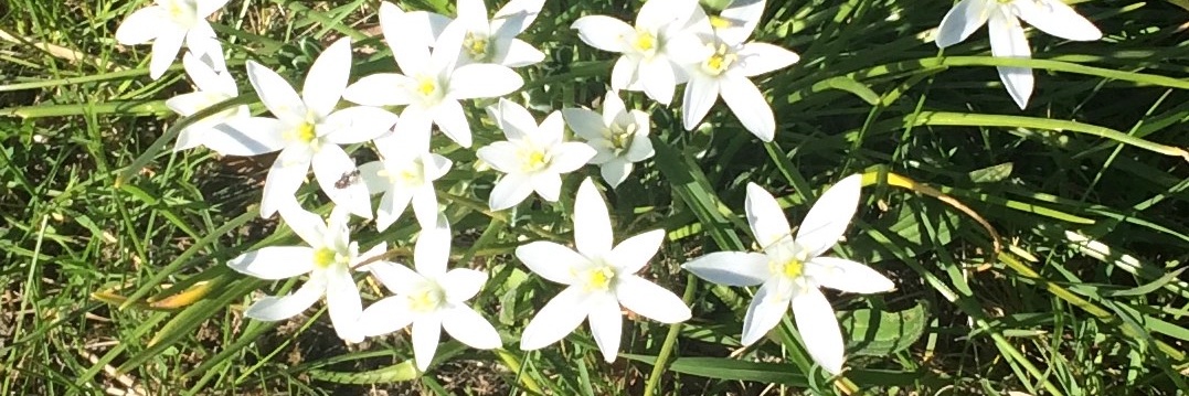 Catherine Johnston banner