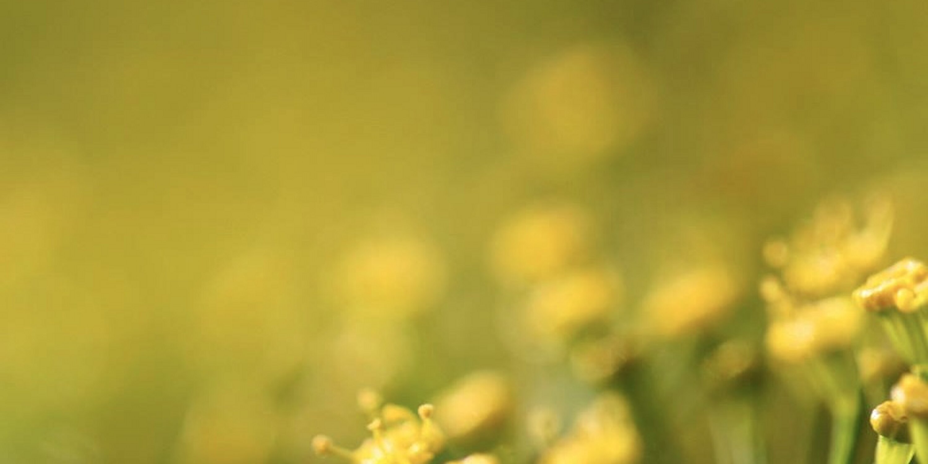 SantiSpa's profile banner image