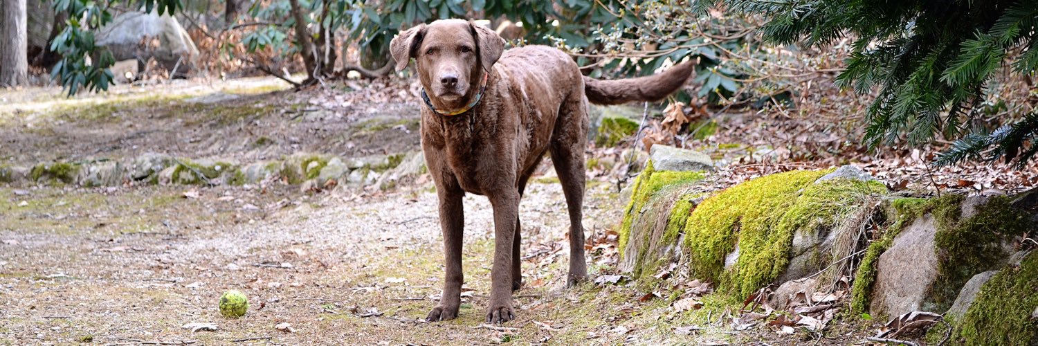 Scout the Dog (@ScouttheDog) / Posts / X