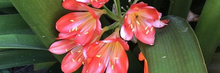 camaarriba's profile banner image