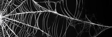 cephalothorax_'s profile banner image