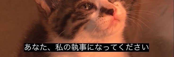 elm_Perfume's profile banner image
