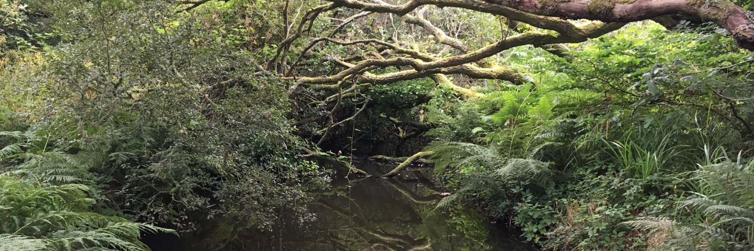 Rose 🇵🇸 banner