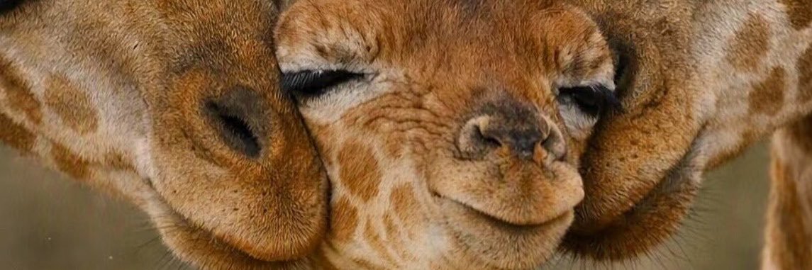 TheWildRoster's profile banner image