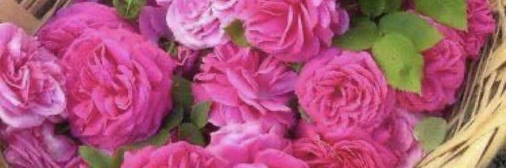 انجى موريس banner