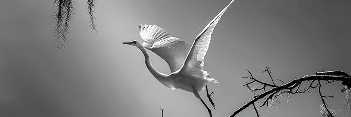 suaveJJ's profile banner image