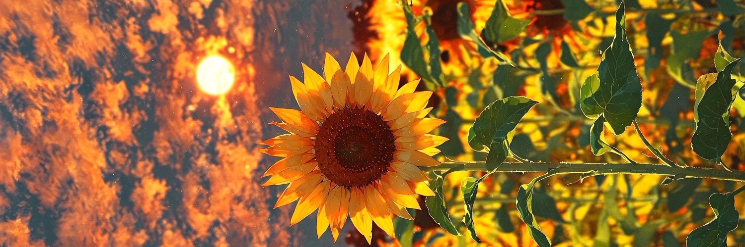𝓜𝓲𝓶𝓲 ♌️ 🌻🍒 banner