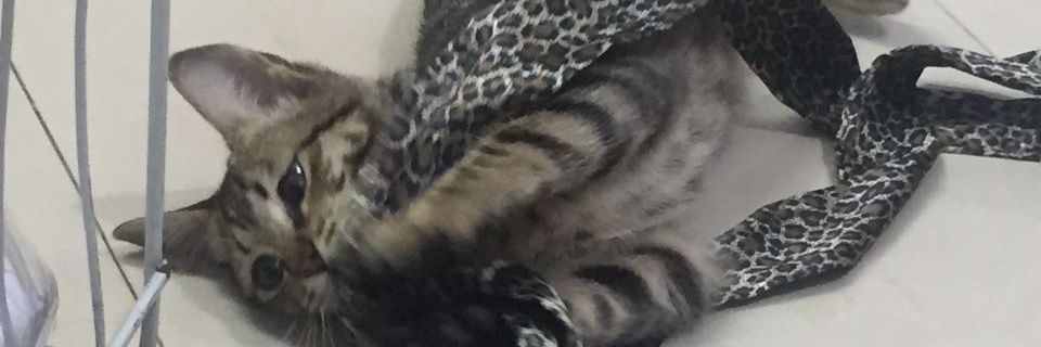 netemartins's profile banner image