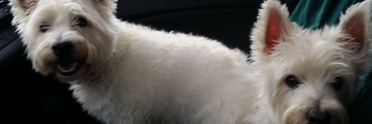 skuon's profile banner image