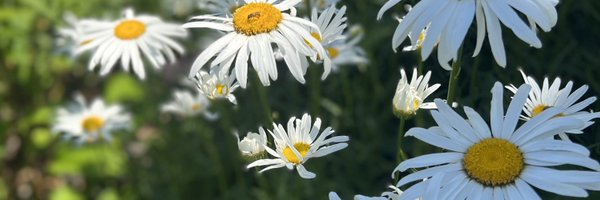 chelywright Profile Banner