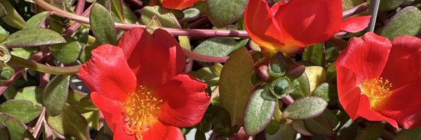 marcir4 Profile Banner