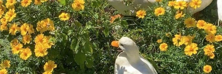 HaileyBrownPriv's profile banner image