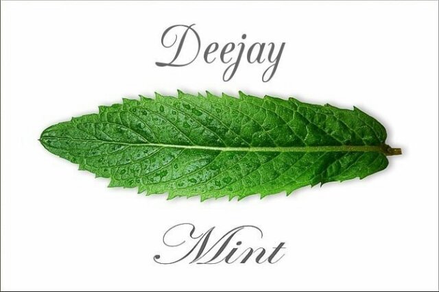 djmint_lebza's profile banner image