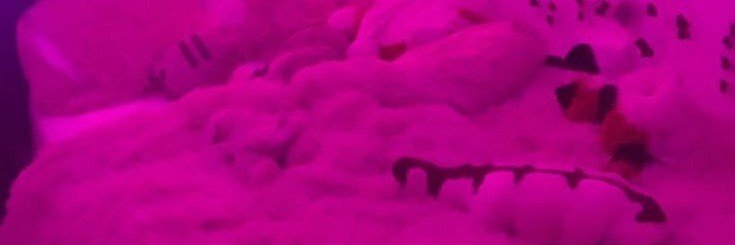 WendeeLehoux's profile banner image