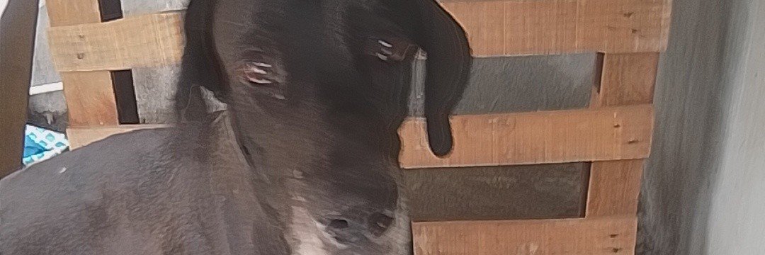 Maximosera's profile banner image