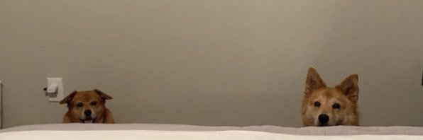 thesilvashow's profile banner image