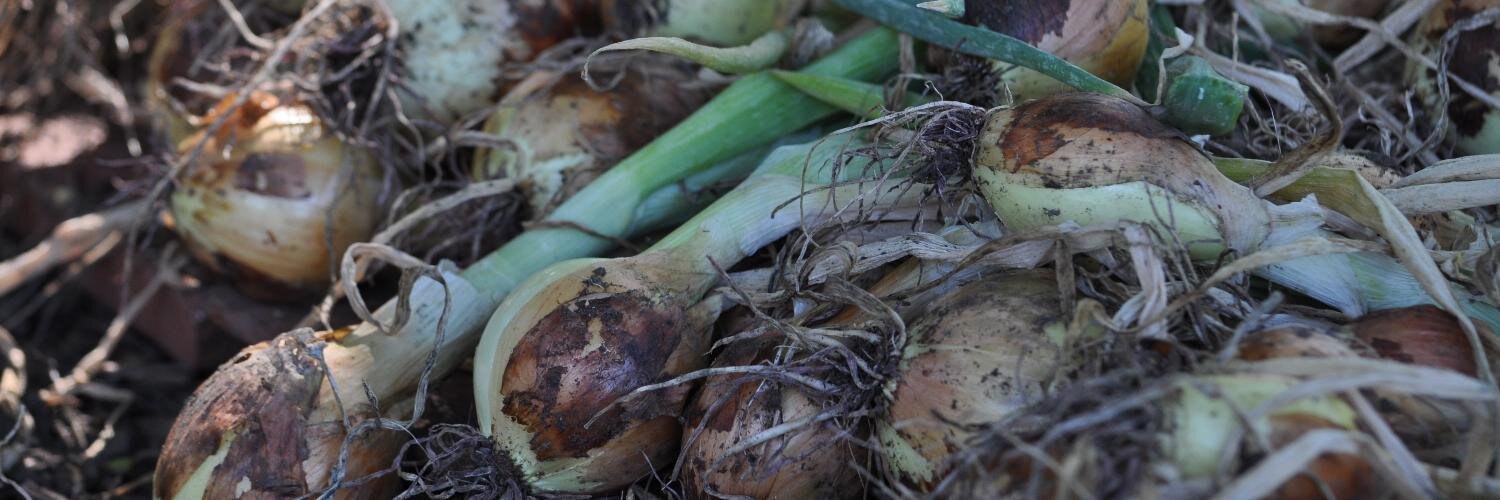 SAGE Dining Services banner