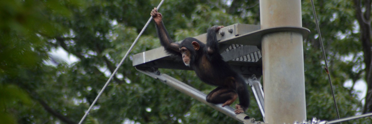 chimpanser's profile banner image